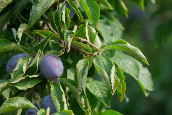 Memilih Pompa Tenaga Surya Berdasarkan Kondisi Lahan Plum