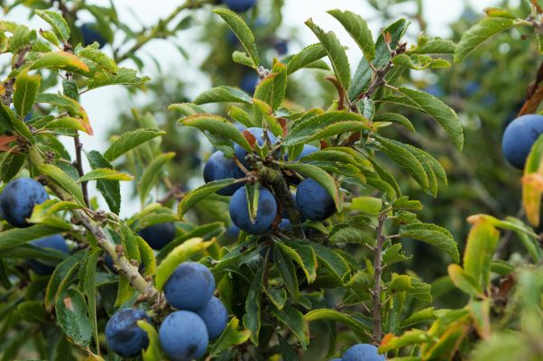 Memilih Pompa Tenaga Surya untuk Plum Berdasarkan Head
