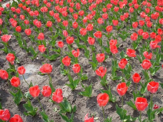 Memilih Pompa Tenaga Surya Lorentz untuk Tulip Berkelanjutan