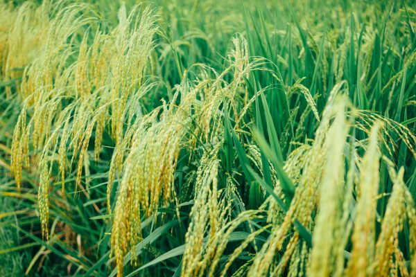Memilih Pompa Tenaga Surya untuk Sawah Tanpa PLN
