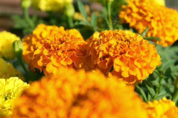 Memilih Pompa Tenaga Surya untuk Marigold Berdasarkan Head