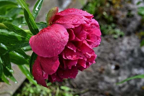 Memilih Pompa Tenaga Surya dengan Tangki Penampung untuk Peony