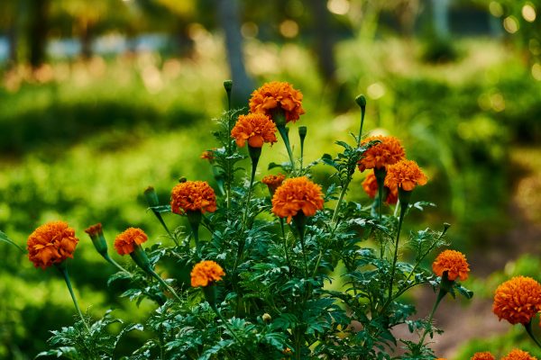 Memilih Pompa Tenaga Surya untuk Marigold Sesuai Luas