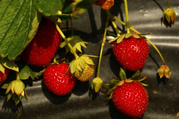 Energi Surya untuk Pertanian Strawberry dengan PLTS Hidroponik