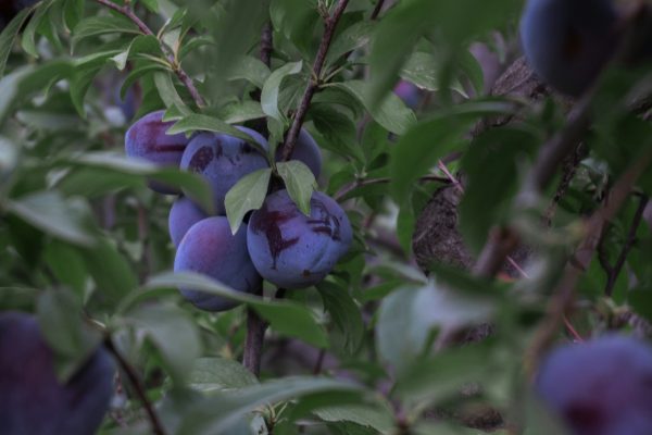 Memilih Pompa Tenaga Surya dengan Sensor untuk Plum