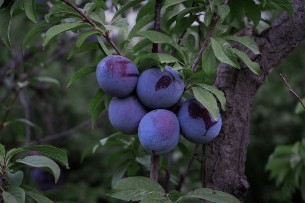 Memilih Pompa Tenaga Surya untuk Plum yang Berkelanjutan