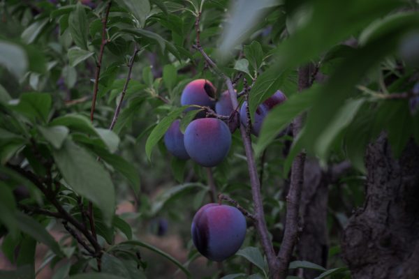 Memilih Pompa Tenaga Surya untuk Irigasi Tetes Plum