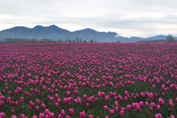 Memilih Pompa Tenaga Surya Lorentz Sesuai Luas Kebun Tulip