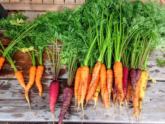 Memilih Pompa Tenaga Surya untuk Irigasi Wortel Greenhouse