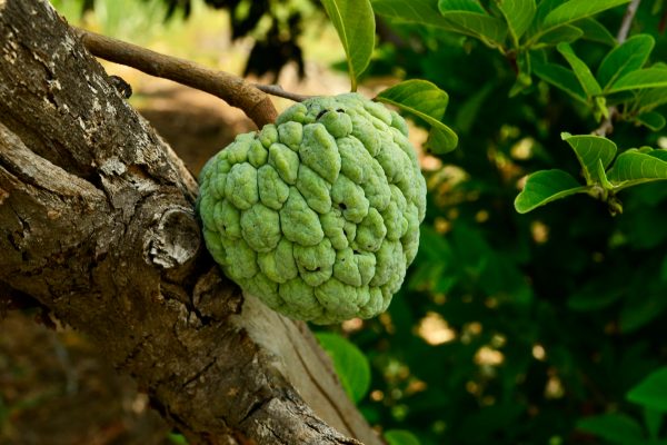 Memilih Pompa Tenaga Surya untuk Kebun Buah Berbasis Data