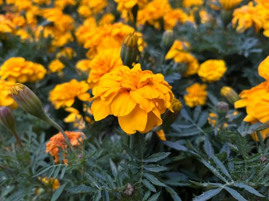Memilih Pompa Tenaga Surya untuk Irigasi Pada Tanaman Marigold