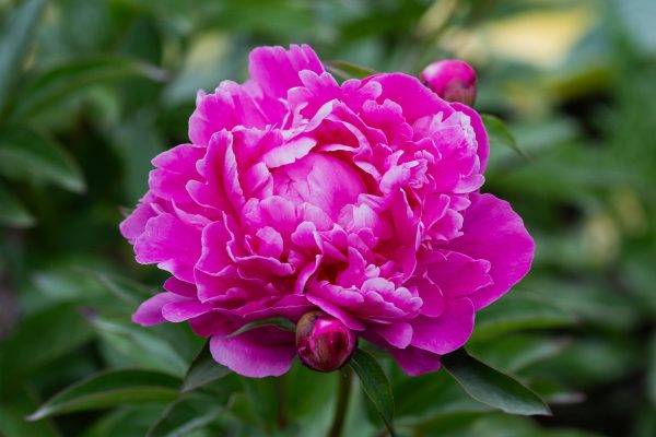 Memilih Pompa Tenaga Surya untuk Peony Berdasarkan Elevasi