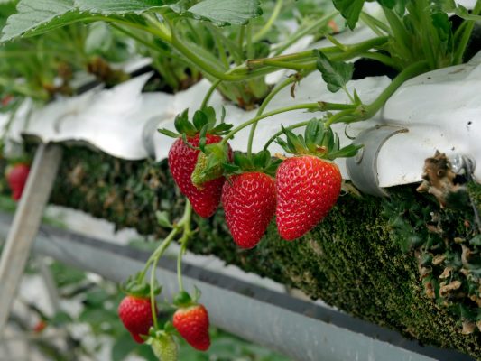 Energi Surya untuk Pertanian Strawberry Greenhouse Pintar