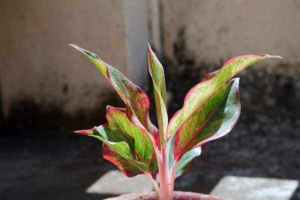 Memilih Pompa Tenaga Surya untuk Aglaonema Hemat Air