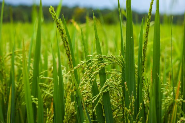 Memilih Pompa Tenaga Surya Lorentz Berbasis IoT untuk Sawah Cerdas