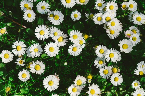Memilih Pompa Tenaga Surya bagi Kebun Daisy dalam Greenhouse