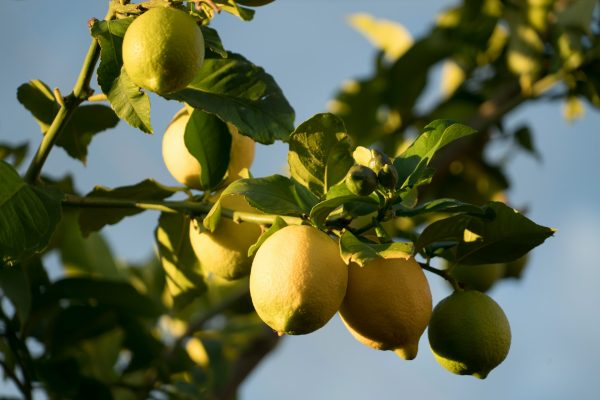 Energi Surya untuk Pertanian Lemon Menuju Kebun Mandiri