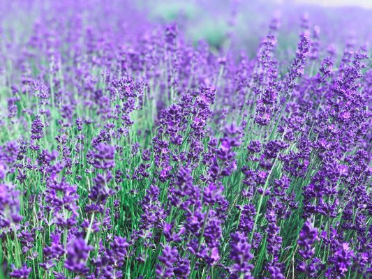 Memilih Pompa Tenaga Surya dari Kedalaman Sumber Air Pada Lavender