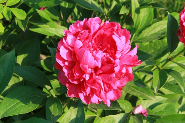 Memilih Pompa Tenaga Surya untuk Peony Berdasarkan Musim