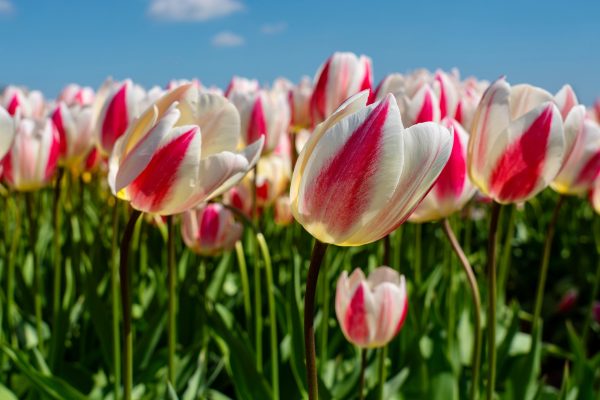Memilih Pompa Tenaga Surya Lorentz untuk Irigasi Tulip
