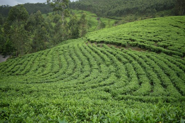 Energi Surya untuk Pertanian Kebun Teh Berkelanjutan