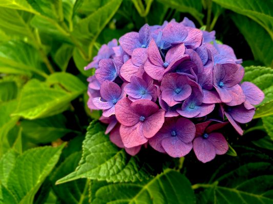 Memilih Pompa Tenaga Surya untuk Hydrangea Ramah Lingkungan
