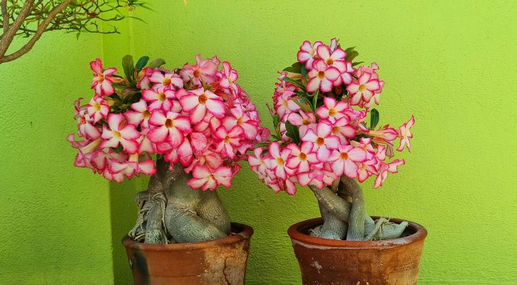 Memilih Pompa Tenaga Surya untuk Irigasi Pot Tanaman Hias