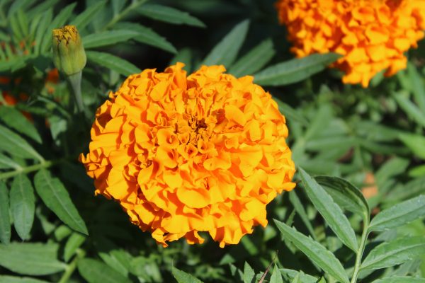 Memilih Pompa Tenaga Surya Tanaman Marigold untuk Fertigasi