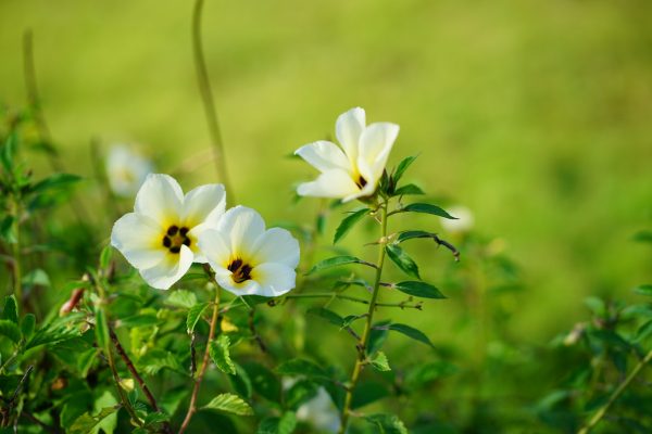Energi Surya untuk Pertanian Bunga Berbasis Smart Farming