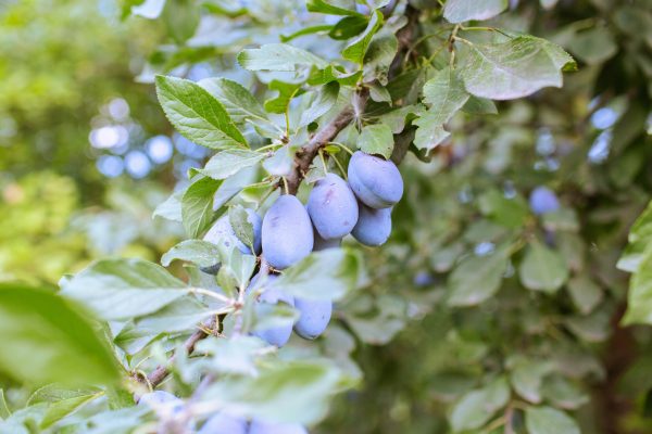 Memilih Pompa Tenaga Surya untuk Plum di Lahan Kering
