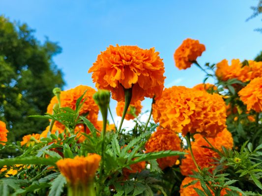 Memilih Pompa Tenaga Surya Hemat Energi untuk Marigold