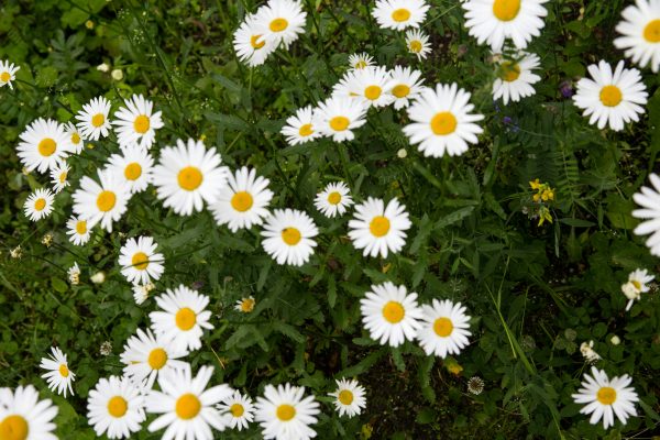 Memilih Pompa Tenaga Surya untuk Budidaya Daisy Modern