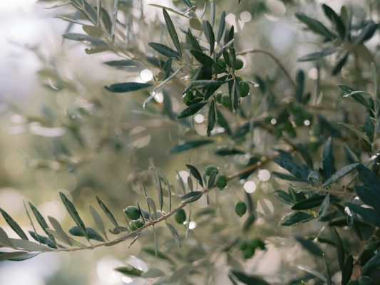Memilih Pompa Tenaga Surya untuk Kebun Zaitun yang Hemat Air