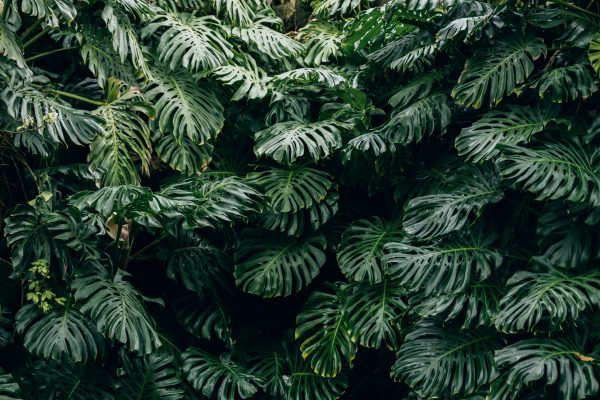 Memilih Pompa Tenaga Surya untuk Irigasi Greenhouse Monstera Berbasis Data