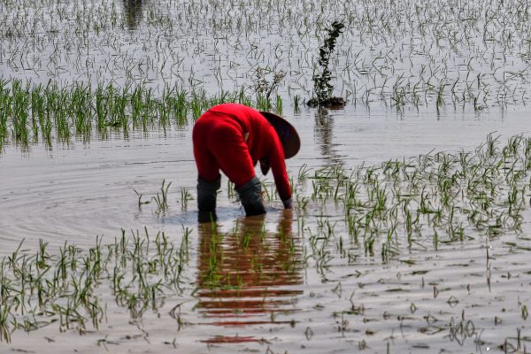 Memilih Pompa Tenaga Surya untuk Irigasi Pertanian di Lahan yang Luas