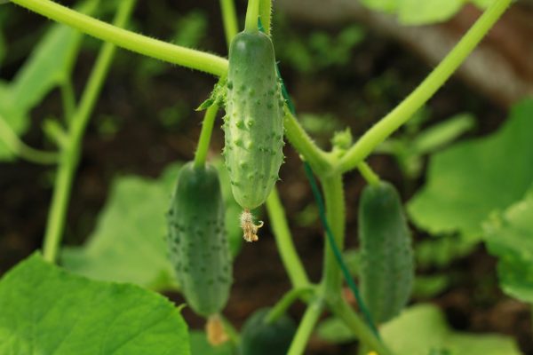 Energi Surya untuk Pertanian Timun Berbasis Smart Farming