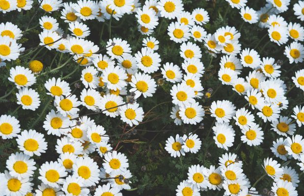 Memilih Pompa Tenaga Surya untuk Kebun Daisy Hijau
