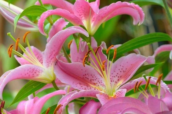 Memilih Pompa Tenaga Surya untuk Bunga Lily di Rumah Kaca