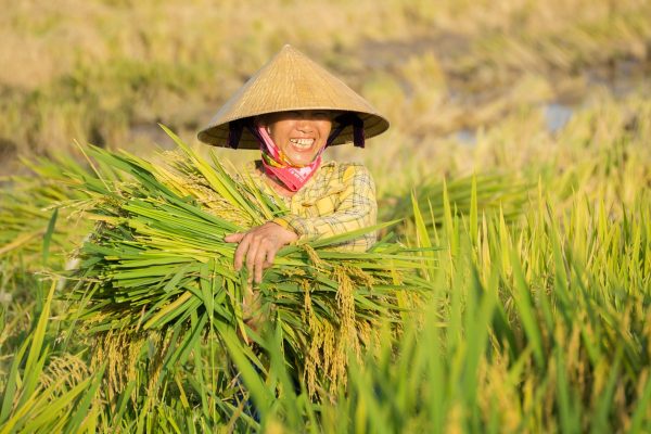 Memilih Pompa Tenaga Surya untuk Irigasi Ramah Lingkungan Kini