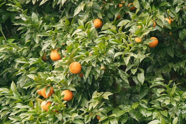 Energi Surya untuk Pertanian Tingkatkan Produktivitas Kebun Jeruk