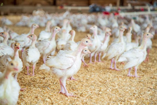 Memilih Pompa Tenaga Surya untuk Cuaca Panas Peternakan Ayam