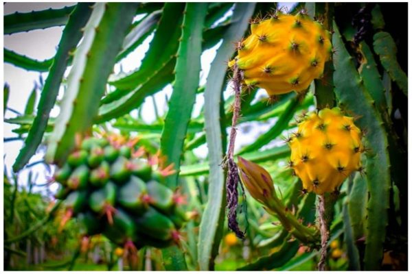 Energi Surya untuk Pertanian Buah Naga dengan PLTS Pintar dan Efisien