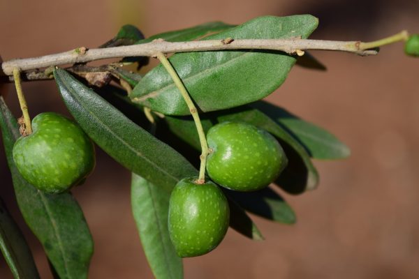 Memilih Pompa Tenaga Surya untuk Zaitun Lahan Miring