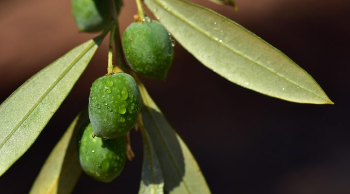 Memilih Pompa Tenaga Surya Lorentz untuk Kebun Zaitun Modern