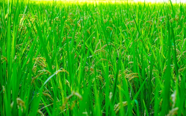 Memilih Pompa Tenaga Surya dengan Sistem Irigasi Efisien