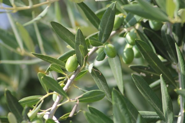 Memilih Pompa Tenaga Surya untuk Hemat Air Kebun Zaitun Modern