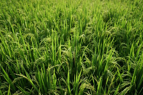 Memilih Pompa Tenaga Surya dengan Teknologi Monitoring