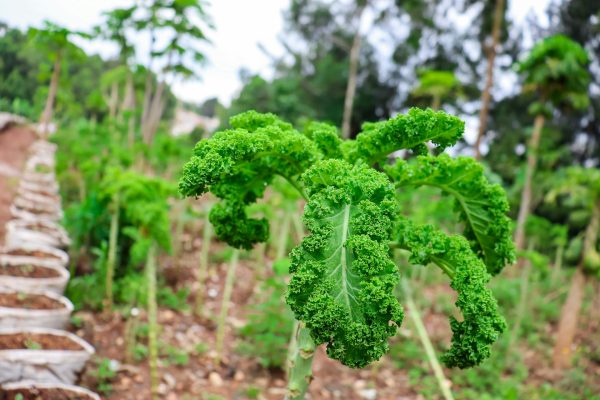 Energi Surya untuk Pertanian Kale Berbasis Smart Farming
