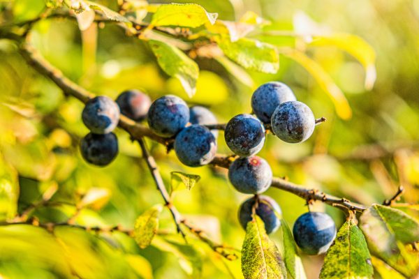 Memilih Pompa Tenaga Surya Hemat Energi untuk Plum