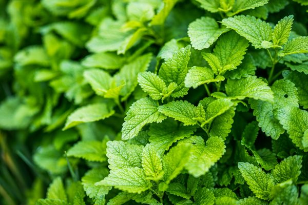 Energi Surya untuk Pertanian Mint dengan Irigasi Otomatis
